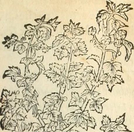 An illustration from [Les six livres de Pedacion Dioscoride d'Anazarbe de la matiere medicinale : translatez de latin en françois : a chacun chapitre sont aioustees certaines annotations fort doctes, & recueillies des plus excellens medecins, anciens, & modernes, 1553, leaf 192