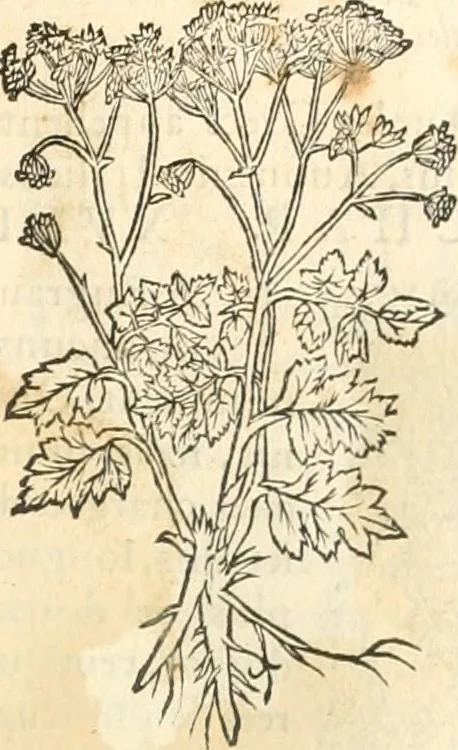 An illustration from [Les six livres de Pedacion Dioscoride d'Anazarbe de la matiere medicinale : translatez de latin en françois : a chacun chapitre sont aioustees certaines annotations fort doctes, & recueillies des plus excellens medecins, anciens, & modernes, 1553, leaf 192