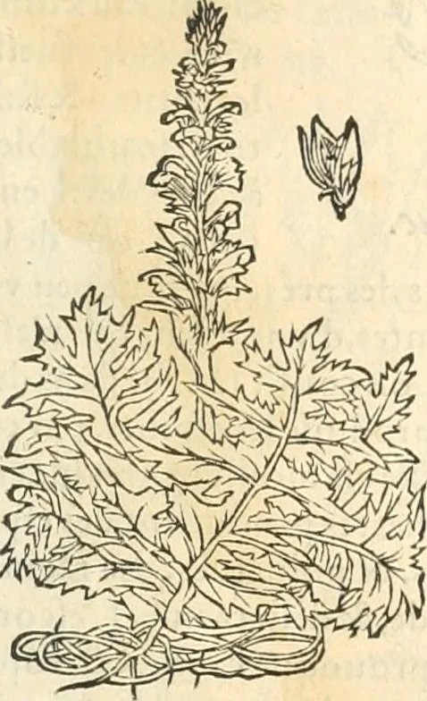 An illustration from [Les six livres de Pedacion Dioscoride d'Anazarbe de la matiere medicinale : translatez de latin en françois : a chacun chapitre sont aioustees certaines annotations fort doctes, & recueillies des plus excellens medecins, anciens, & modernes, 1553, leaf 192