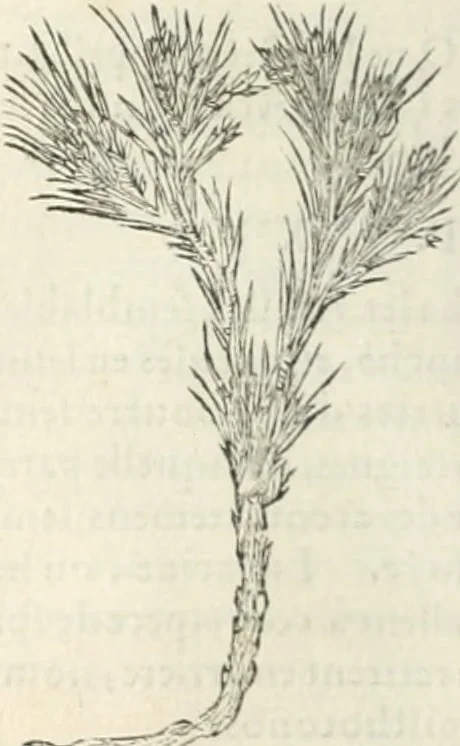 An illustration from [Les six livres de Pedacion Dioscoride d'Anazarbe de la matiere medicinale : translatez de latin en françois : a chacun chapitre sont aioustees certaines annotations fort doctes, & recueillies des plus excellens medecins, anciens, & modernes, 1553, leaf 193
