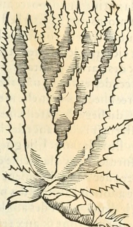 An illustration from [Les six livres de Pedacion Dioscoride d'Anazarbe de la matiere medicinale : translatez de latin en françois : a chacun chapitre sont aioustees certaines annotations fort doctes, & recueillies des plus excellens medecins, anciens, & modernes, 1553, leaf 194
