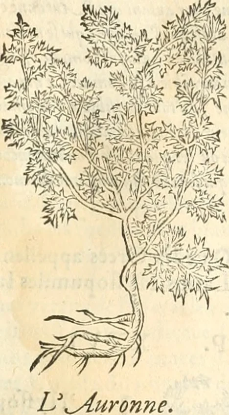 An illustration from [Les six livres de Pedacion Dioscoride d'Anazarbe de la matiere medicinale : translatez de latin en françois : a chacun chapitre sont aioustees certaines annotations fort doctes, & recueillies des plus excellens medecins, anciens, & modernes, 1553, leaf 196