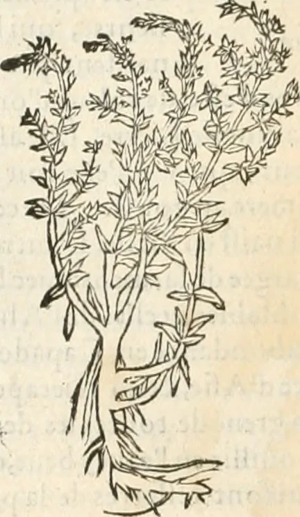 An illustration from [Les six livres de Pedacion Dioscoride d'Anazarbe de la matiere medicinale : translatez de latin en françois : a chacun chapitre sont aioustees certaines annotations fort doctes, & recueillies des plus excellens medecins, anciens, & modernes, 1553, leaf 197