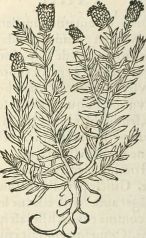 An illustration from [Les six livres de Pedacion Dioscoride d'Anazarbe de la matiere medicinale : translatez de latin en françois : a chacun chapitre sont aioustees certaines annotations fort doctes, & recueillies des plus excellens medecins, anciens, & modernes, 1553, leaf 197