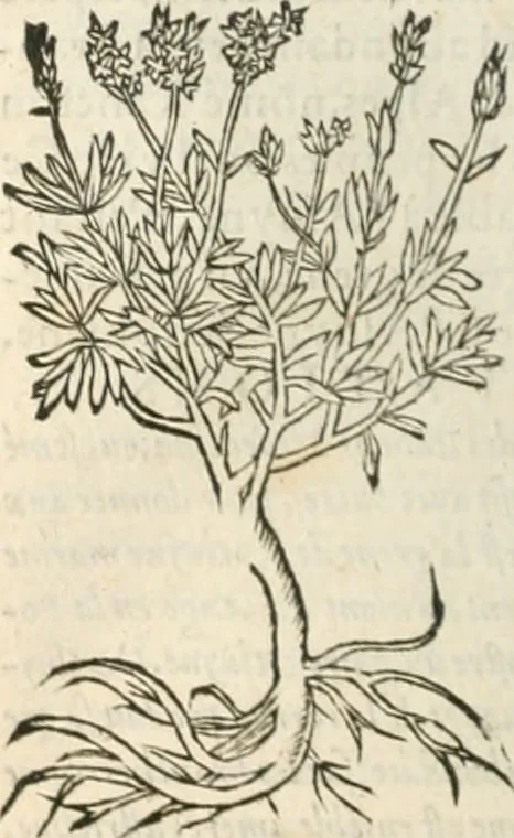 An illustration from [Les six livres de Pedacion Dioscoride d'Anazarbe de la matiere medicinale : translatez de latin en françois : a chacun chapitre sont aioustees certaines annotations fort doctes, & recueillies des plus excellens medecins, anciens, & modernes, 1553, leaf 197