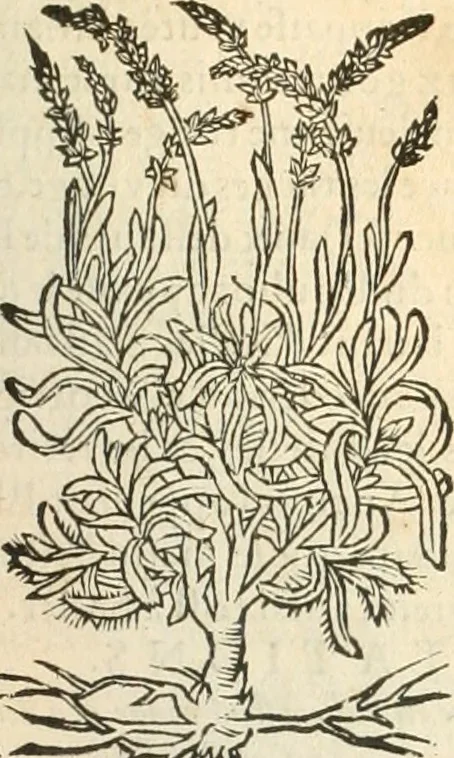 An illustration from [Les six livres de Pedacion Dioscoride d'Anazarbe de la matiere medicinale : translatez de latin en françois : a chacun chapitre sont aioustees certaines annotations fort doctes, & recueillies des plus excellens medecins, anciens, & modernes, 1553, leaf 198