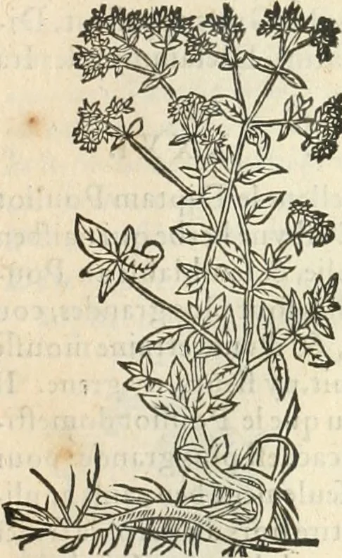 An illustration from [Les six livres de Pedacion Dioscoride d'Anazarbe de la matiere medicinale : translatez de latin en françois : a chacun chapitre sont aioustees certaines annotations fort doctes, & recueillies des plus excellens medecins, anciens, & modernes, 1553, leaf 198