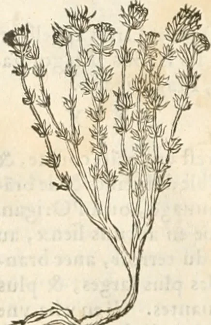 An illustration from [Les six livres de Pedacion Dioscoride d'Anazarbe de la matiere medicinale : translatez de latin en françois : a chacun chapitre sont aioustees certaines annotations fort doctes, & recueillies des plus excellens medecins, anciens, & modernes, 1553, leaf 199