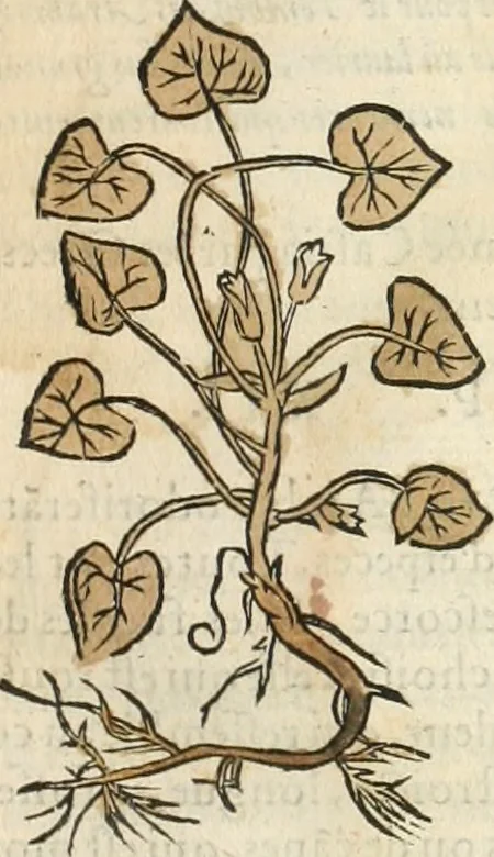 An illustration from [Les six livres de Pedacion Dioscoride d'Anazarbe de la matiere medicinale : translatez de latin en françois : a chacun chapitre sont aioustees certaines annotations fort doctes, & recueillies des plus excellens medecins, anciens, & modernes, 1553, leaf 20