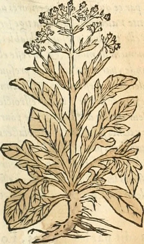 An illustration from [Les six livres de Pedacion Dioscoride d'Anazarbe de la matiere medicinale : translatez de latin en françois : a chacun chapitre sont aioustees certaines annotations fort doctes, & recueillies des plus excellens medecins, anciens, & modernes, 1553, leaf 20