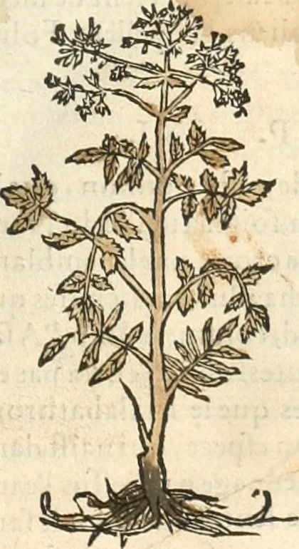 An illustration from [Les six livres de Pedacion Dioscoride d'Anazarbe de la matiere medicinale : translatez de latin en françois : a chacun chapitre sont aioustees certaines annotations fort doctes, & recueillies des plus excellens medecins, anciens, & modernes, 1553, leaf 20