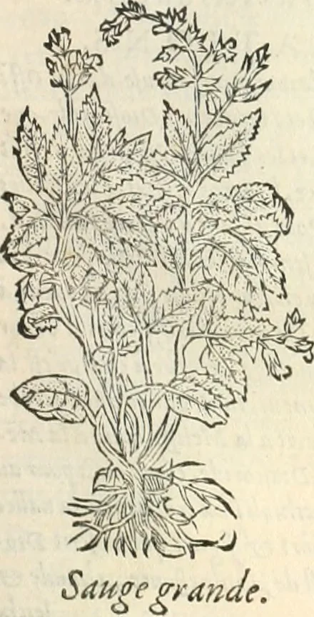 An illustration from [Les six livres de Pedacion Dioscoride d'Anazarbe de la matiere medicinale : translatez de latin en françois : a chacun chapitre sont aioustees certaines annotations fort doctes, & recueillies des plus excellens medecins, anciens, & modernes, 1553, leaf 200