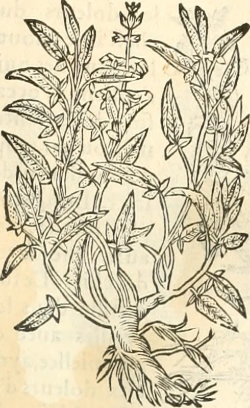 An illustration from [Les six livres de Pedacion Dioscoride d'Anazarbe de la matiere medicinale : translatez de latin en françois : a chacun chapitre sont aioustees certaines annotations fort doctes, & recueillies des plus excellens medecins, anciens, & modernes, 1553, leaf 200