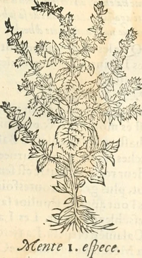 An illustration from [Les six livres de Pedacion Dioscoride d'Anazarbe de la matiere medicinale : translatez de latin en françois : a chacun chapitre sont aioustees certaines annotations fort doctes, & recueillies des plus excellens medecins, anciens, & modernes, 1553, leaf 200