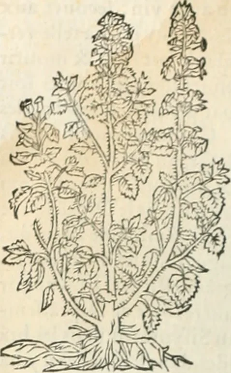 An illustration from [Les six livres de Pedacion Dioscoride d'Anazarbe de la matiere medicinale : translatez de latin en françois : a chacun chapitre sont aioustees certaines annotations fort doctes, & recueillies des plus excellens medecins, anciens, & modernes, 1553, leaf 201