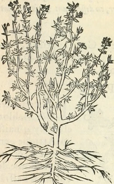 An illustration from [Les six livres de Pedacion Dioscoride d'Anazarbe de la matiere medicinale : translatez de latin en françois : a chacun chapitre sont aioustees certaines annotations fort doctes, & recueillies des plus excellens medecins, anciens, & modernes, 1553, leaf 202