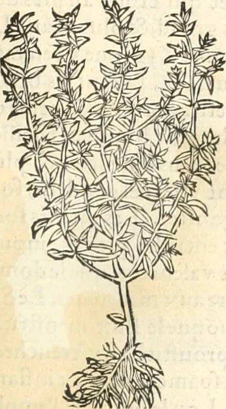 An illustration from [Les six livres de Pedacion Dioscoride d'Anazarbe de la matiere medicinale : translatez de latin en françois : a chacun chapitre sont aioustees certaines annotations fort doctes, & recueillies des plus excellens medecins, anciens, & modernes, 1553, leaf 202