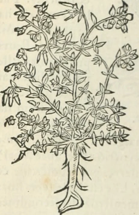 An illustration from [Les six livres de Pedacion Dioscoride d'Anazarbe de la matiere medicinale : translatez de latin en françois : a chacun chapitre sont aioustees certaines annotations fort doctes, & recueillies des plus excellens medecins, anciens, & modernes, 1553, leaf 203