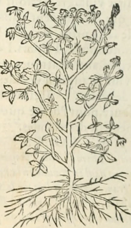 An illustration from [Les six livres de Pedacion Dioscoride d'Anazarbe de la matiere medicinale : translatez de latin en françois : a chacun chapitre sont aioustees certaines annotations fort doctes, & recueillies des plus excellens medecins, anciens, & modernes, 1553, leaf 203