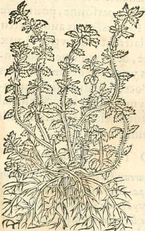 An illustration from [Les six livres de Pedacion Dioscoride d'Anazarbe de la matiere medicinale : translatez de latin en françois : a chacun chapitre sont aioustees certaines annotations fort doctes, & recueillies des plus excellens medecins, anciens, & modernes, 1553, leaf 204