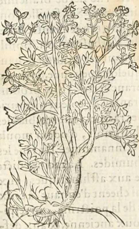 An illustration from [Les six livres de Pedacion Dioscoride d'Anazarbe de la matiere medicinale : translatez de latin en françois : a chacun chapitre sont aioustees certaines annotations fort doctes, & recueillies des plus excellens medecins, anciens, & modernes, 1553, leaf 205