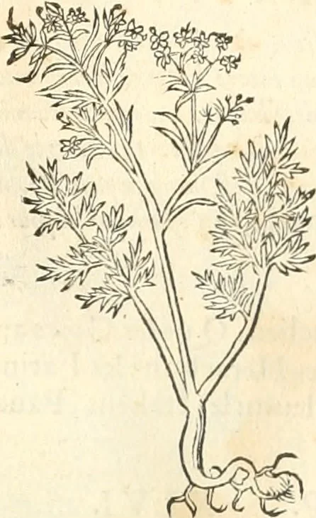 An illustration from [Les six livres de Pedacion Dioscoride d'Anazarbe de la matiere medicinale : translatez de latin en françois : a chacun chapitre sont aioustees certaines annotations fort doctes, & recueillies des plus excellens medecins, anciens, & modernes, 1553, leaf 206