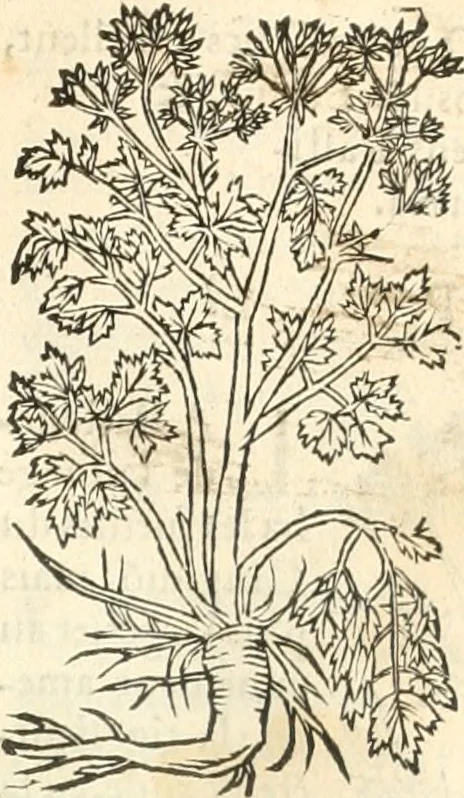 An illustration from [Les six livres de Pedacion Dioscoride d'Anazarbe de la matiere medicinale : translatez de latin en françois : a chacun chapitre sont aioustees certaines annotations fort doctes, & recueillies des plus excellens medecins, anciens, & modernes, 1553, leaf 208