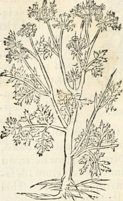 An illustration from [Les six livres de Pedacion Dioscoride d'Anazarbe de la matiere medicinale : translatez de latin en françois : a chacun chapitre sont aioustees certaines annotations fort doctes, & recueillies des plus excellens medecins, anciens, & modernes, 1553, leaf 209