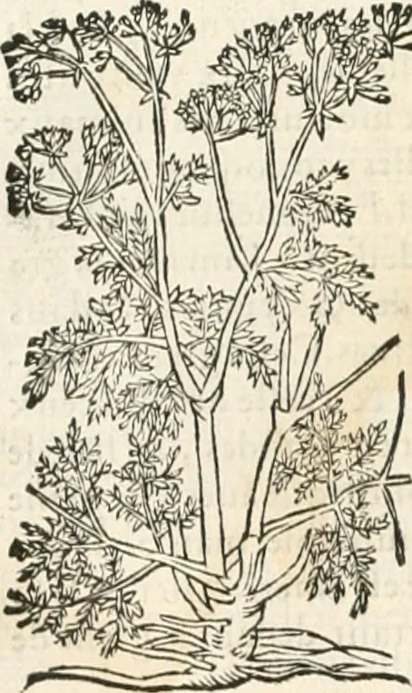 An illustration from [Les six livres de Pedacion Dioscoride d'Anazarbe de la matiere medicinale : translatez de latin en françois : a chacun chapitre sont aioustees certaines annotations fort doctes, & recueillies des plus excellens medecins, anciens, & modernes, 1553, leaf 209