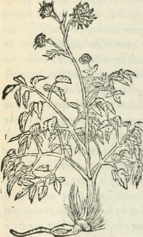 An illustration from [Les six livres de Pedacion Dioscoride d'Anazarbe de la matiere medicinale : translatez de latin en françois : a chacun chapitre sont aioustees certaines annotations fort doctes, & recueillies des plus excellens medecins, anciens, & modernes, 1553, leaf 209