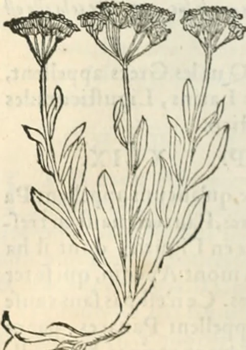An illustration from [Les six livres de Pedacion Dioscoride d'Anazarbe de la matiere medicinale : translatez de latin en françois : a chacun chapitre sont aioustees certaines annotations fort doctes, & recueillies des plus excellens medecins, anciens, & modernes, 1553, leaf 209