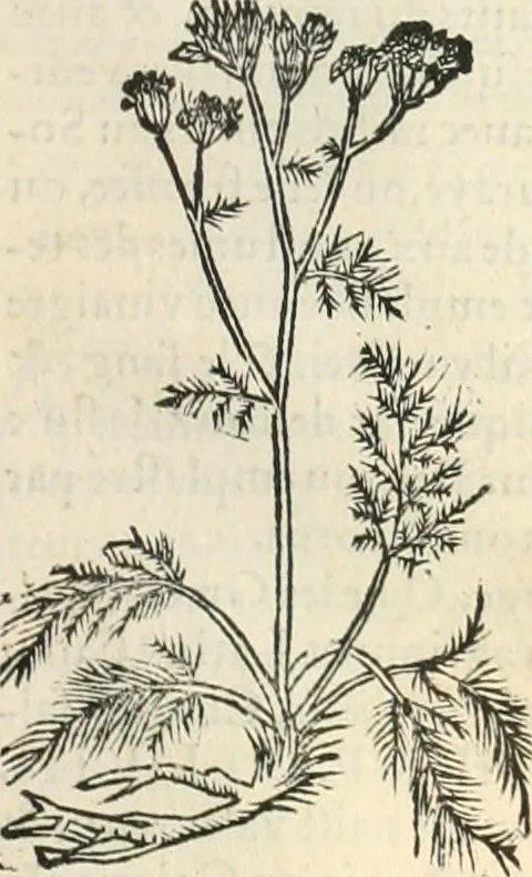 An illustration from [Les six livres de Pedacion Dioscoride d'Anazarbe de la matiere medicinale : translatez de latin en françois : a chacun chapitre sont aioustees certaines annotations fort doctes, & recueillies des plus excellens medecins, anciens, & modernes, 1553, leaf 210