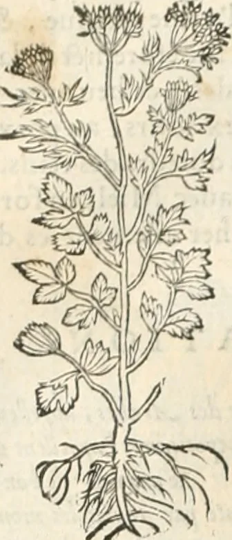 An illustration from [Les six livres de Pedacion Dioscoride d'Anazarbe de la matiere medicinale : translatez de latin en françois : a chacun chapitre sont aioustees certaines annotations fort doctes, & recueillies des plus excellens medecins, anciens, & modernes, 1553, leaf 211