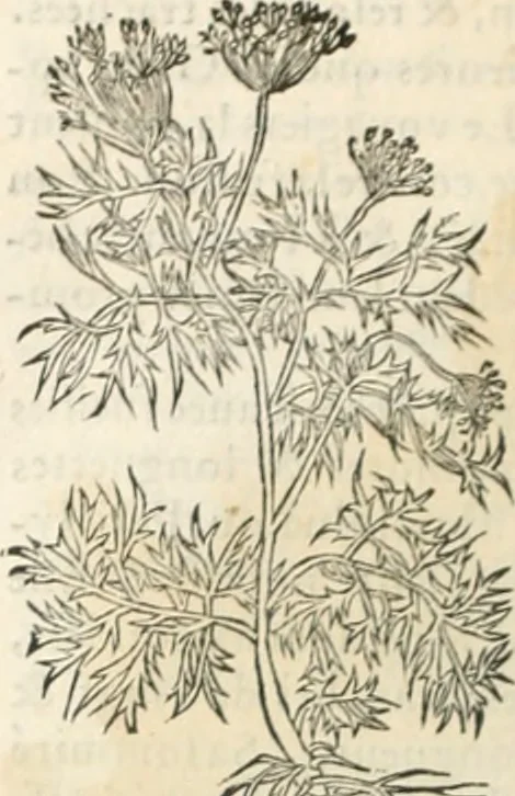 An illustration from [Les six livres de Pedacion Dioscoride d'Anazarbe de la matiere medicinale : translatez de latin en françois : a chacun chapitre sont aioustees certaines annotations fort doctes, & recueillies des plus excellens medecins, anciens, & modernes, 1553, leaf 211