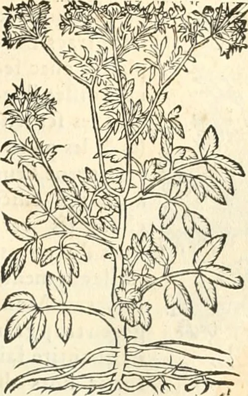 An illustration from [Les six livres de Pedacion Dioscoride d'Anazarbe de la matiere medicinale : translatez de latin en françois : a chacun chapitre sont aioustees certaines annotations fort doctes, & recueillies des plus excellens medecins, anciens, & modernes, 1553, leaf 212