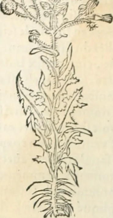 An illustration from [Les six livres de Pedacion Dioscoride d'Anazarbe de la matiere medicinale : translatez de latin en françois : a chacun chapitre sont aioustees certaines annotations fort doctes, & recueillies des plus excellens medecins, anciens, & modernes, 1553, leaf 213