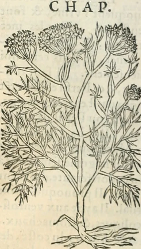 An illustration from [Les six livres de Pedacion Dioscoride d'Anazarbe de la matiere medicinale : translatez de latin en françois : a chacun chapitre sont aioustees certaines annotations fort doctes, & recueillies des plus excellens medecins, anciens, & modernes, 1553, leaf 215