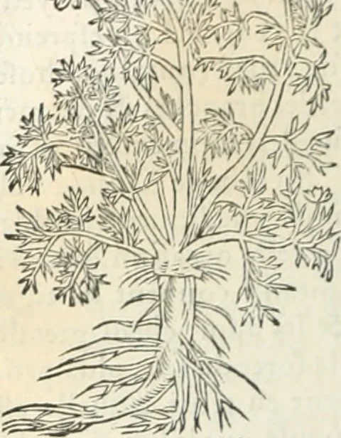 An illustration from [Les six livres de Pedacion Dioscoride d'Anazarbe de la matiere medicinale : translatez de latin en françois : a chacun chapitre sont aioustees certaines annotations fort doctes, & recueillies des plus excellens medecins, anciens, & modernes, 1553, leaf 217