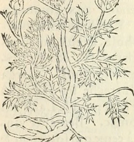 An illustration from [Les six livres de Pedacion Dioscoride d'Anazarbe de la matiere medicinale : translatez de latin en françois : a chacun chapitre sont aioustees certaines annotations fort doctes, & recueillies des plus excellens medecins, anciens, & modernes, 1553, leaf 220
