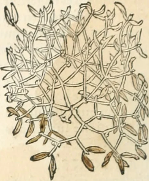 An illustration from [Les six livres de Pedacion Dioscoride d'Anazarbe de la matiere medicinale : translatez de latin en françois : a chacun chapitre sont aioustees certaines annotations fort doctes, & recueillies des plus excellens medecins, anciens, & modernes, 1553, leaf 225