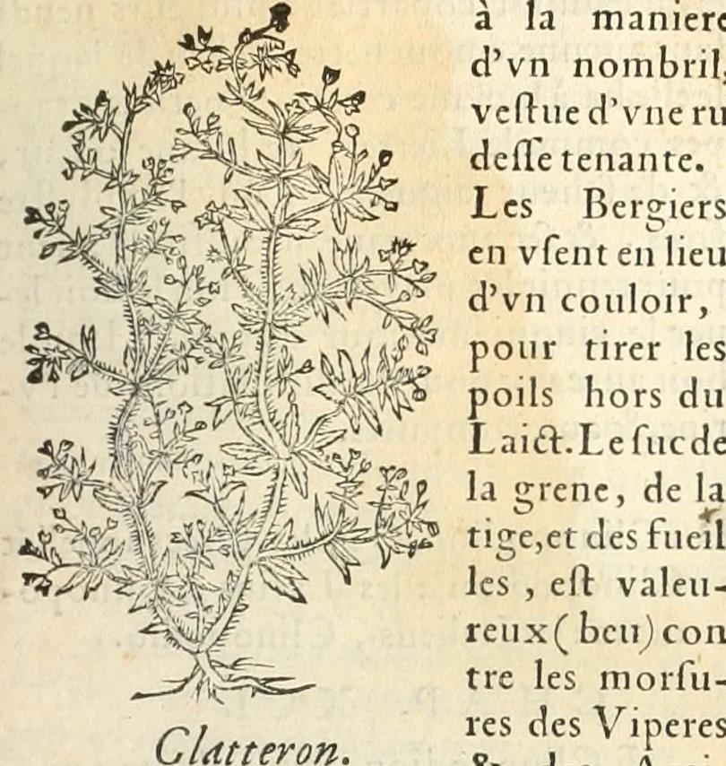 An illustration from [Les six livres de Pedacion Dioscoride d'Anazarbe de la matiere medicinale : translatez de latin en françois : a chacun chapitre sont aioustees certaines annotations fort doctes, & recueillies des plus excellens medecins, anciens, & modernes, 1553, leaf 226