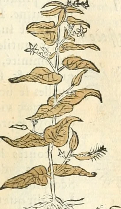 An illustration from [Les six livres de Pedacion Dioscoride d'Anazarbe de la matiere medicinale : translatez de latin en françois : a chacun chapitre sont aioustees certaines annotations fort doctes, & recueillies des plus excellens medecins, anciens, & modernes, 1553, leaf 226