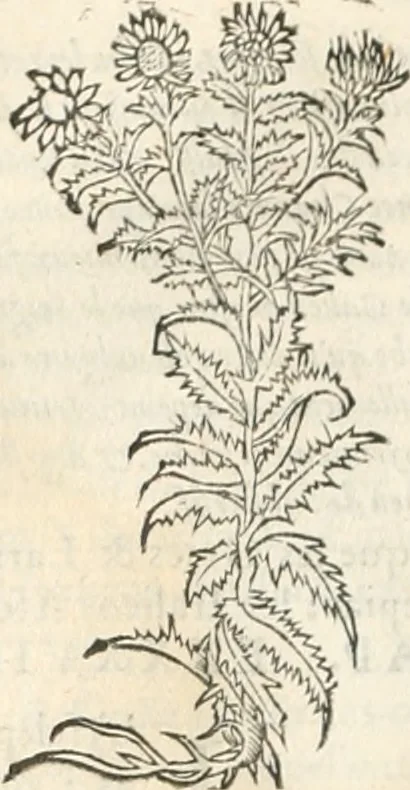 An illustration from [Les six livres de Pedacion Dioscoride d'Anazarbe de la matiere medicinale : translatez de latin en françois : a chacun chapitre sont aioustees certaines annotations fort doctes, & recueillies des plus excellens medecins, anciens, & modernes, 1553, leaf 227