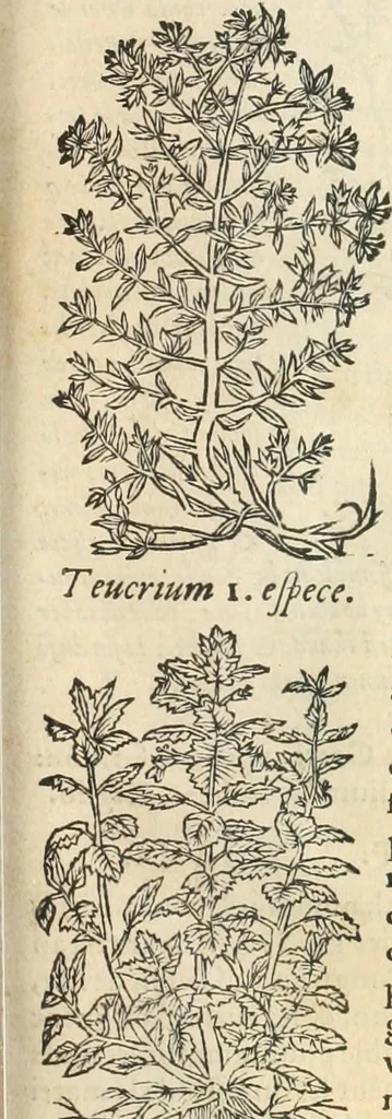 An illustration from [Les six livres de Pedacion Dioscoride d'Anazarbe de la matiere medicinale : translatez de latin en françois : a chacun chapitre sont aioustees certaines annotations fort doctes, & recueillies des plus excellens medecins, anciens, & modernes, 1553, leaf 228