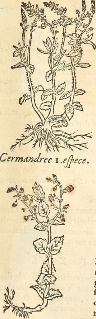 An illustration from [Les six livres de Pedacion Dioscoride d'Anazarbe de la matiere medicinale : translatez de latin en françois : a chacun chapitre sont aioustees certaines annotations fort doctes, & recueillies des plus excellens medecins, anciens, & modernes, 1553, leaf 228