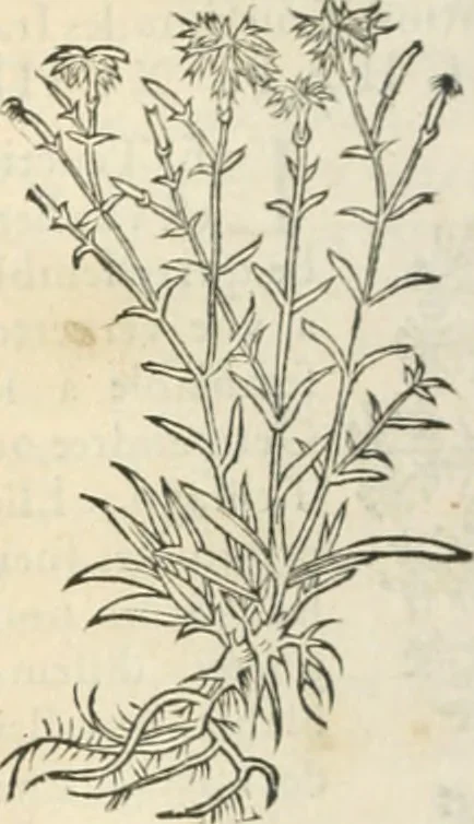 An illustration from [Les six livres de Pedacion Dioscoride d'Anazarbe de la matiere medicinale : translatez de latin en françois : a chacun chapitre sont aioustees certaines annotations fort doctes, & recueillies des plus excellens medecins, anciens, & modernes, 1553, leaf 229
