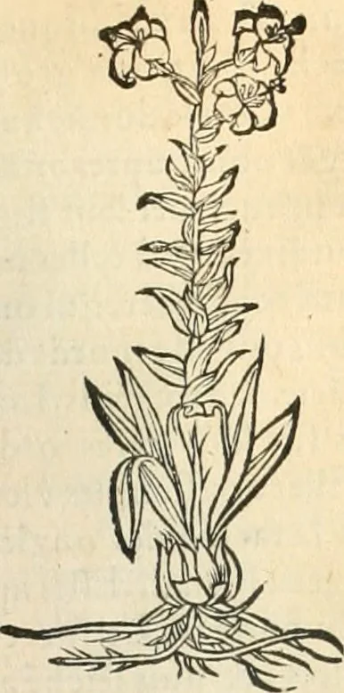 An illustration from [Les six livres de Pedacion Dioscoride d'Anazarbe de la matiere medicinale : translatez de latin en françois : a chacun chapitre sont aioustees certaines annotations fort doctes, & recueillies des plus excellens medecins, anciens, & modernes, 1553, leaf 230