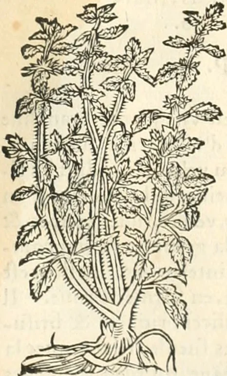 An illustration from [Les six livres de Pedacion Dioscoride d'Anazarbe de la matiere medicinale : translatez de latin en françois : a chacun chapitre sont aioustees certaines annotations fort doctes, & recueillies des plus excellens medecins, anciens, & modernes, 1553, leaf 230