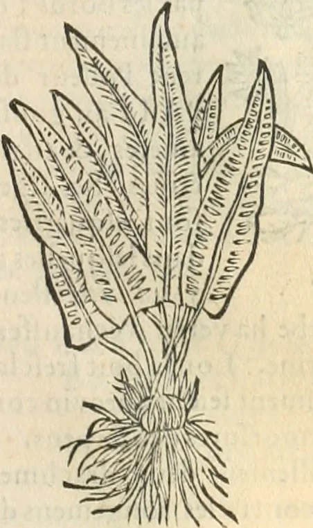 An illustration from [Les six livres de Pedacion Dioscoride d'Anazarbe de la matiere medicinale : translatez de latin en françois : a chacun chapitre sont aioustees certaines annotations fort doctes, & recueillies des plus excellens medecins, anciens, & modernes, 1553, leaf 232