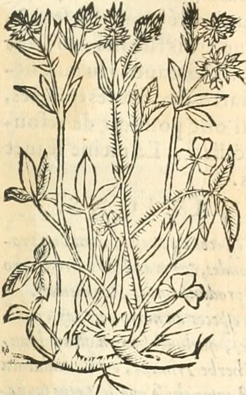 An illustration from [Les six livres de Pedacion Dioscoride d'Anazarbe de la matiere medicinale : translatez de latin en françois : a chacun chapitre sont aioustees certaines annotations fort doctes, & recueillies des plus excellens medecins, anciens, & modernes, 1553, leaf 232